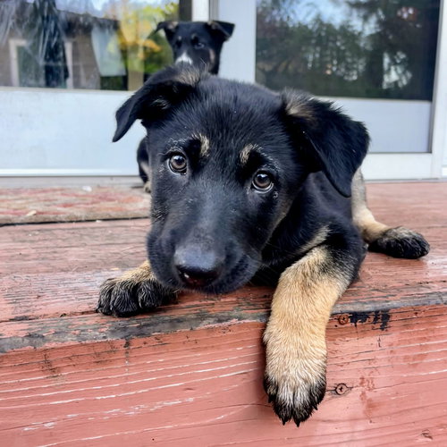 TWIX - German Shepherd Dog available for adoption
