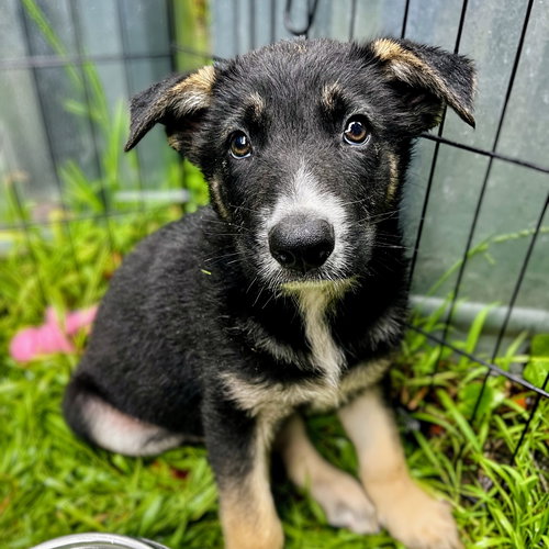 REESE - German Shepherd Dog available for adoption