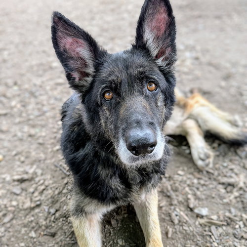 Mya, an adoptable Shepherd in Oakland, CA
