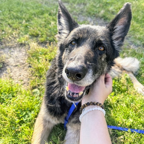 Mya, an adoptable Shepherd in Oakland, CA