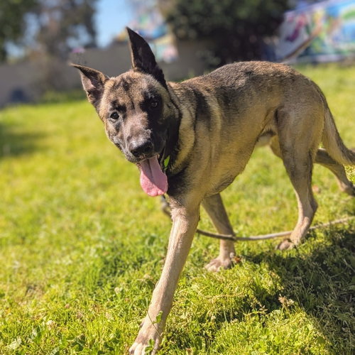 Wombat, an adoptable Belgian Shepherd Malinois in Oakland, CA