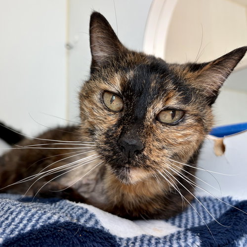 Abuela, Senior Domestic Short Hair / Mixed (short coat), cat for adoption in Oakley, California
