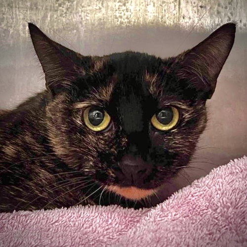 Athena, an adoptable Domestic Short Hair in Oakland, CA