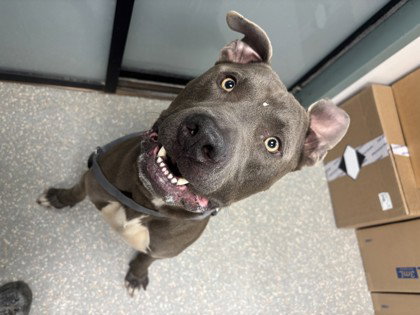 Koa, an adoptable Pit Bull Terrier in Oakland, CA