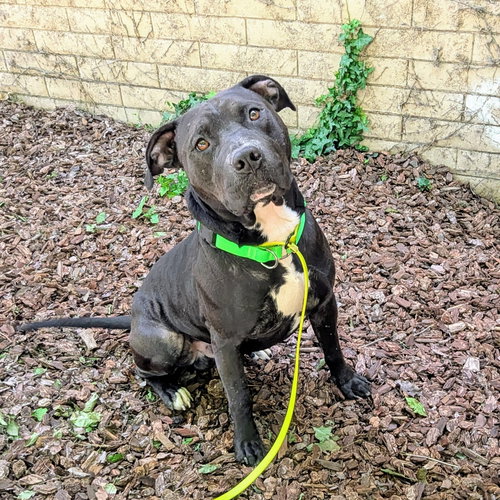 Knight, an adoptable American Pit Bull Terrier in Oakland, CA