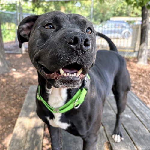 Knight, an adoptable American Pit Bull Terrier in Oakland, CA