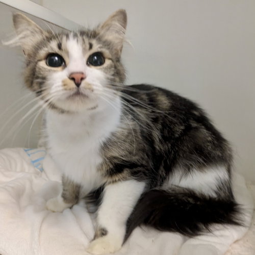 Eva, Young Domestic Medium Hair / Mixed (medium coat), cat for adoption in San Bruno, California