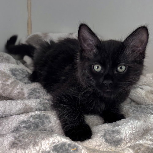 Emilio, Baby Domestic Medium Hair / Mixed (medium coat), cat for adoption in San Bruno, California