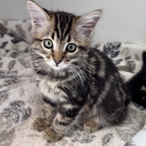 Elphie, Baby Domestic Medium Hair / Mixed (medium coat), cat for adoption in San Bruno, California
