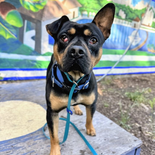Idris, an adoptable Unknown breed in Oakland, CA