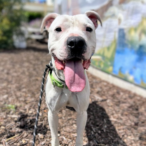 Dwayne, an adoptable American Pit Bull Terrier in Oakland, CA