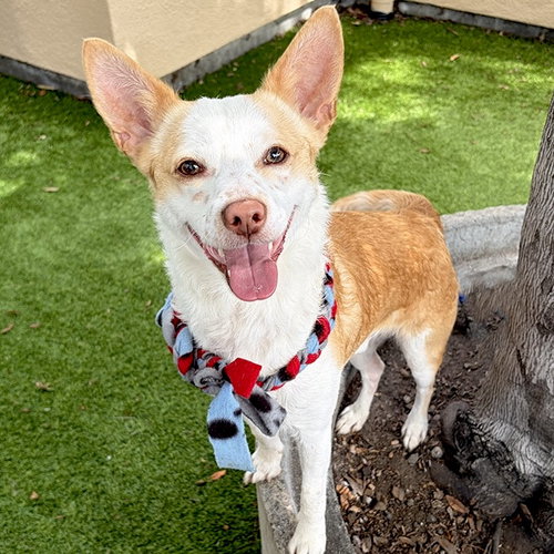Pepsi, an adoptable Terrier in Oakland, CA