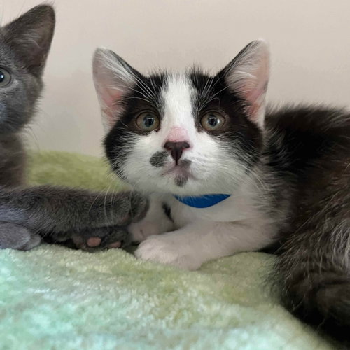 Baby Jane (bonded w/ Digby), Baby Domestic Short Hair / Mixed, cat for adoption in Petaluma, California