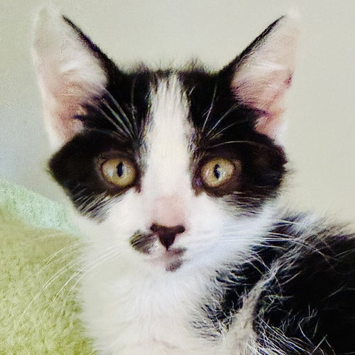 Baby Jane (bonded w/ Digby)