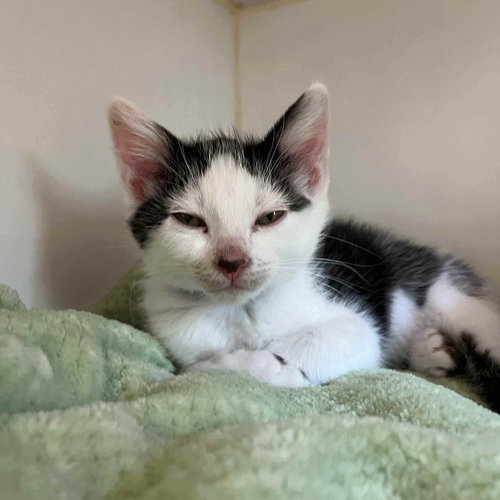 Digby (bonded w/ Baby Jane), Baby Domestic Short Hair / Mixed, cat for adoption in Petaluma, California