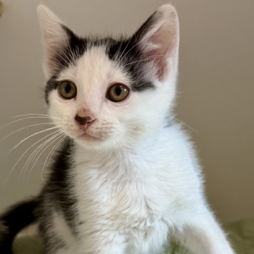 Digby (bonded w/ Baby Jane)