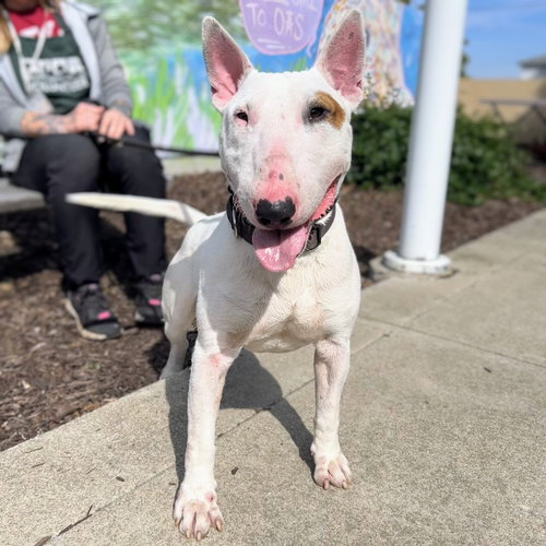 Egg, an adoptable Bull Terrier in Oakland, CA