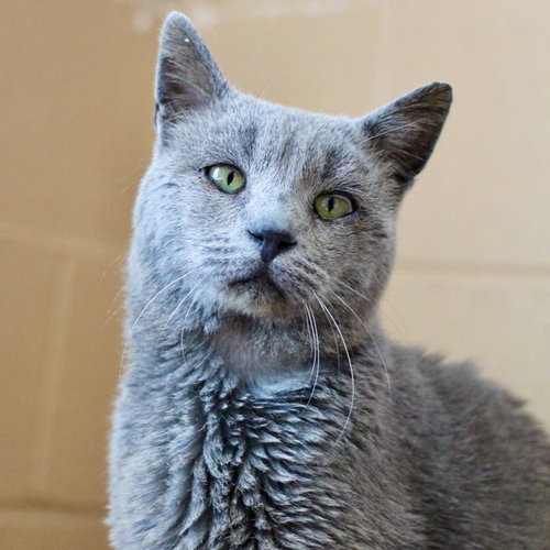 Tetsu, Senior Domestic Short Hair / Mixed (short coat), cat for adoption in San Rafael, California