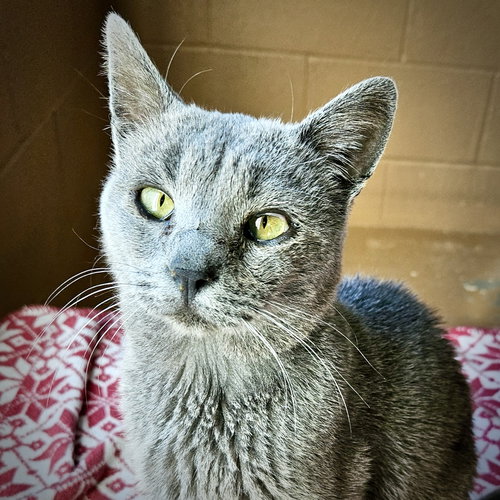 Tetsu, Senior Domestic Short Hair / Mixed (short coat), cat for adoption in San Bruno, California