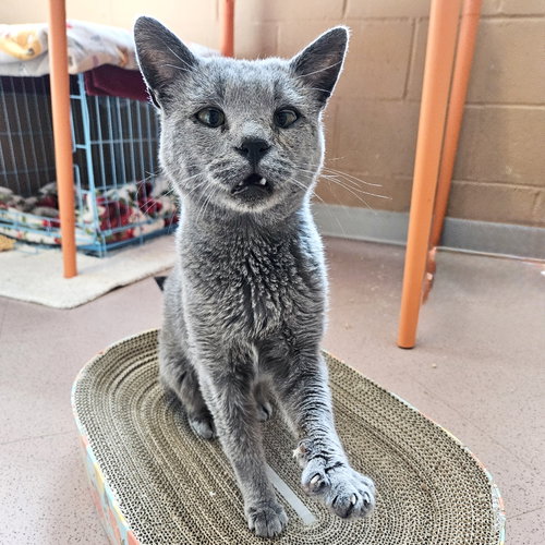 Tetsu, Senior Domestic Short Hair / Mixed (short coat), cat for adoption in Union City, California