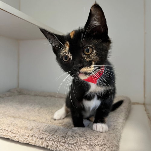 Atlanta (bonded w/ Persephone), Baby Domestic Short Hair / Mixed, cat for adoption in Petaluma, California