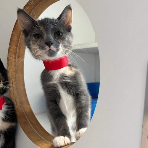 Persephone (bonded w/ Atlanta), Baby Domestic Short Hair / Mixed (short coat), cat for adoption in Petaluma, California