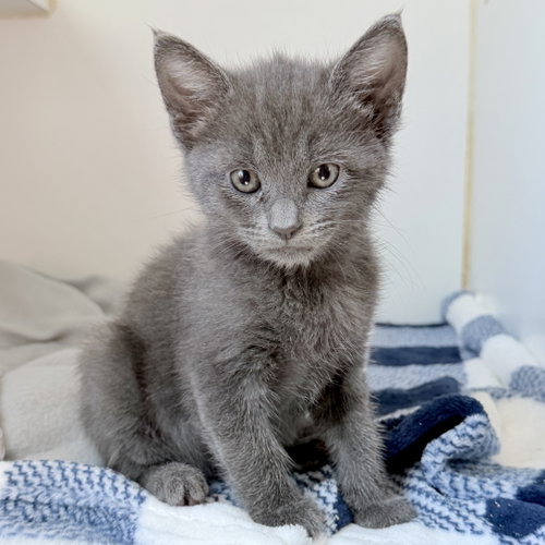Winky (bonded w/ Harrison), an adoptable Domestic Short Hair in Oakland, CA