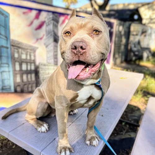 Micah, an adoptable American Pit Bull Terrier in Oakland, CA