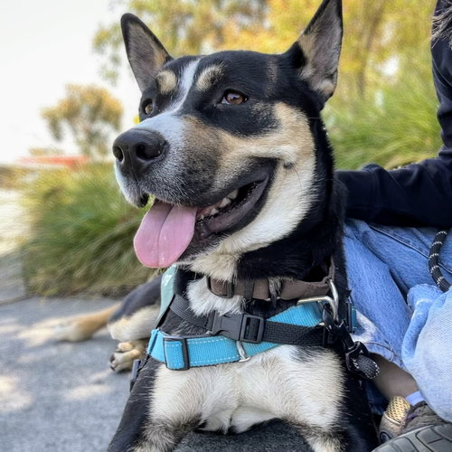 Keagan, an adoptable Australian Kelpie in Oakland, CA