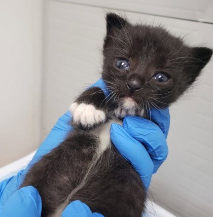 Maddie, Baby Domestic Short Hair / Mixed, cat for adoption in Danville, California