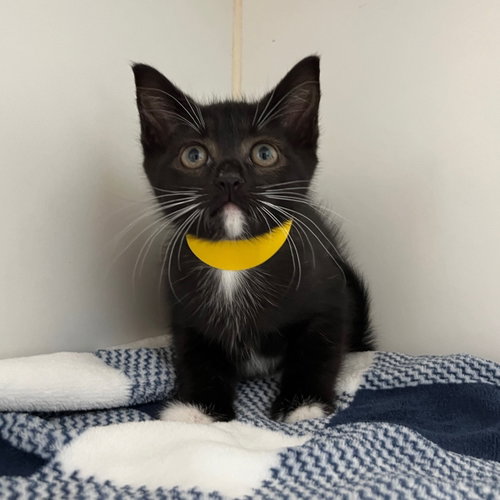 Maddie, Baby Domestic Short Hair / Mixed (short coat), cat for adoption in Petaluma, California