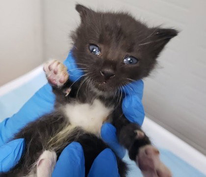 Maggie, Baby Domestic Short Hair / Mixed, cat for adoption in Danville, California