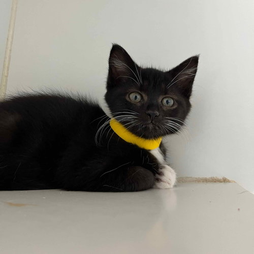 Maggie, Baby Domestic Short Hair / Mixed, cat for adoption in Vallejo, California