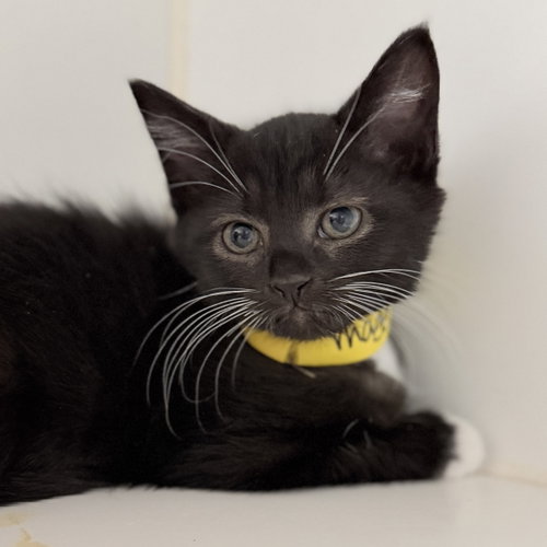Maggie, Baby Domestic Short Hair / Mixed, cat for adoption in Petaluma, California