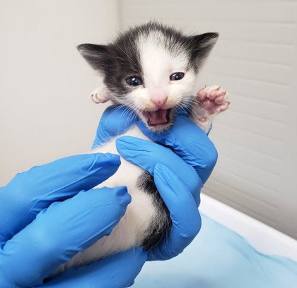Mo, Baby Domestic Short Hair / Mixed, cat for adoption in Danville, California