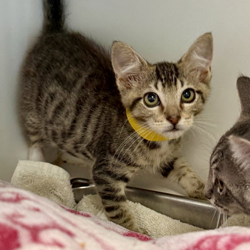 Luke (bonded with Nancy), Baby Domestic Short Hair / Mixed (short coat), cat for adoption in San Bruno, California
