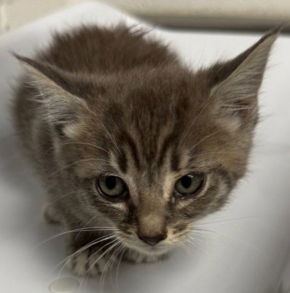 Nancy (bonded with Luke)