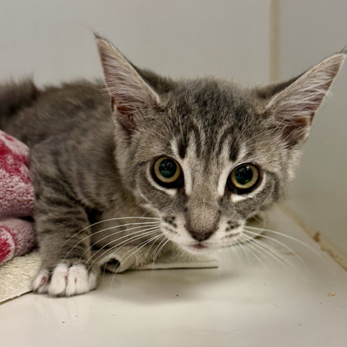 Nancy (bonded with Luke), Baby Domestic Short Hair / Mixed (short coat), cat for adoption in San Bruno, California