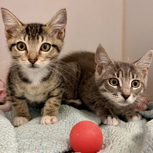 Nancy (bonded with Luke), Baby Domestic Short Hair / Mixed (short coat), cat for adoption in Cupertino, California