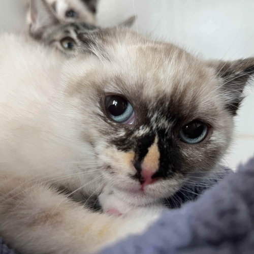 Sesame, Baby Snowshoe / Mixed, cat for adoption in Vallejo, California