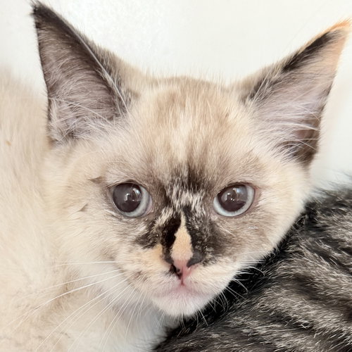 Sesame, Baby Snowshoe / Mixed (short coat), cat for adoption in Petaluma, California
