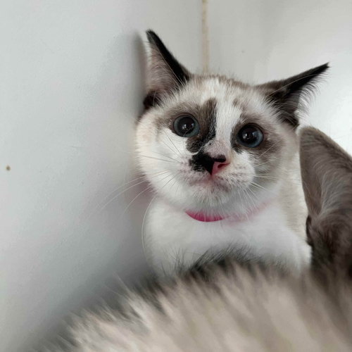 Anise, Baby Snowshoe / Mixed, cat for adoption in Vallejo, California