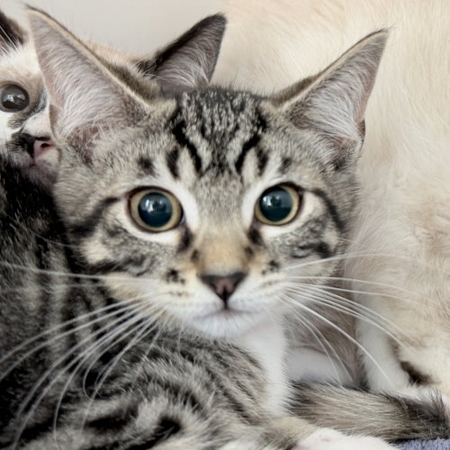 Poppy, Baby Domestic Short Hair / Mixed (short coat), cat for adoption in Vallejo, California
