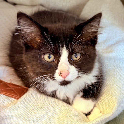 Savannah (bonded w/ Tundra)