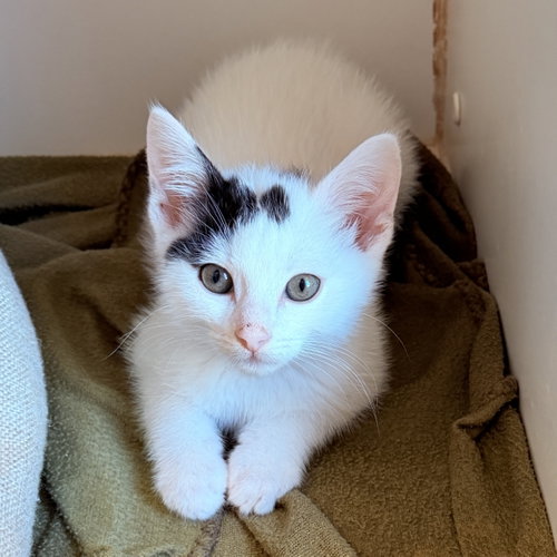 Tundra (bonded w/ Savannah)