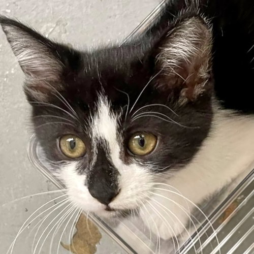 Voltairine (bonded w/ Leon)
