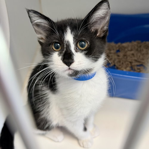 Voltairine (bonded w/ Leon), Baby Domestic Short Hair / Mixed (short coat), cat for adoption in San Bruno, California