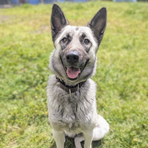 Ducky, an adoptable Siberian Husky in Oakland, CA