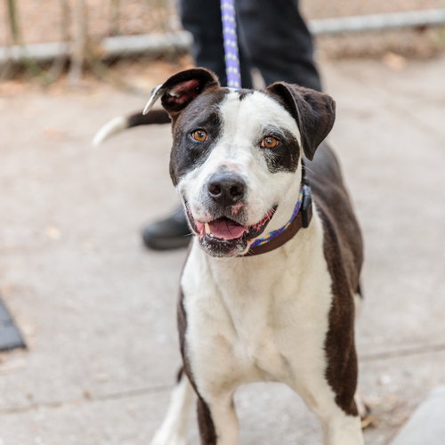Madeline, an adoptable American Pit Bull Terrier in Oakland, CA