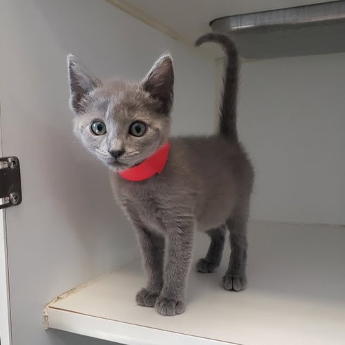 Rocky (bonded w/ Milo)
